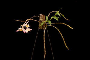 Dendrobium wardianum Verde CBR - Plant